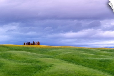 Rolling Hills With Wheat Fields And Cypress Trees, Val d'Orcia, Tuscany, Italy