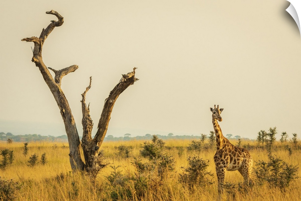 Africa, Uganda, Murchison Falls National Park. Rothschild's Giraffe in the typical savanna landscape