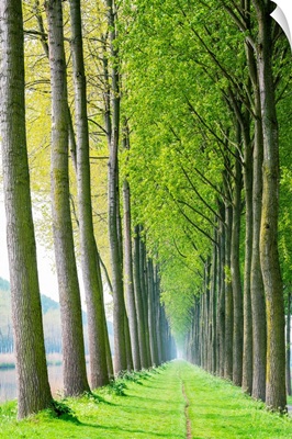 Rows Of Trees Along A Canal In Spring, Damme, West Flanders, Belgium