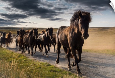 Running Icelandic Horses, Iceland