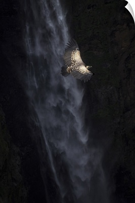 Ruppell's Vulture And Jinbar Waterfalls, Simien Mountains National Park, Ethiopia