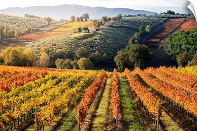 Sagrantino Di Montefalco Vineyards In Autumn, Umbria, Italy