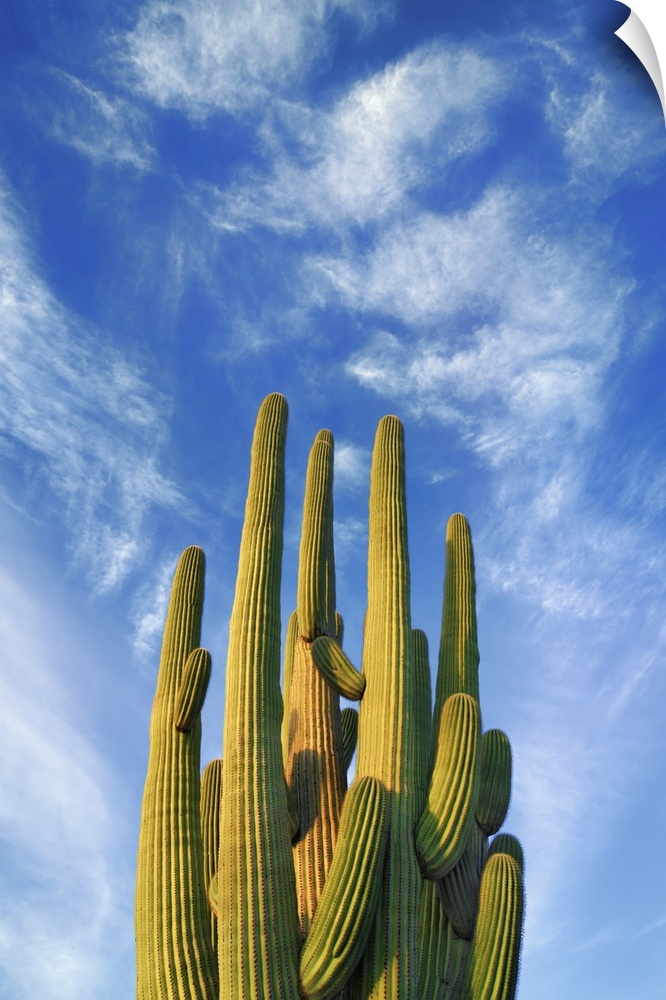 Saguaro. USA, Arizona, Pima, Tucson, Saguaro National Park, Saguaro East, Nica View. Sonora Desert. Arizona, North America...