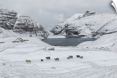 Saksun Covered By Snow In The Mid Of May. Streymoy, Faroe Islands