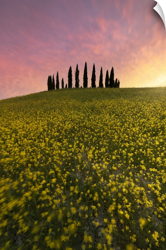 San Quirico d'Orcia during a spring sunset, San Quirico d'Orcia, Siena Province, Tuscany, Italy.