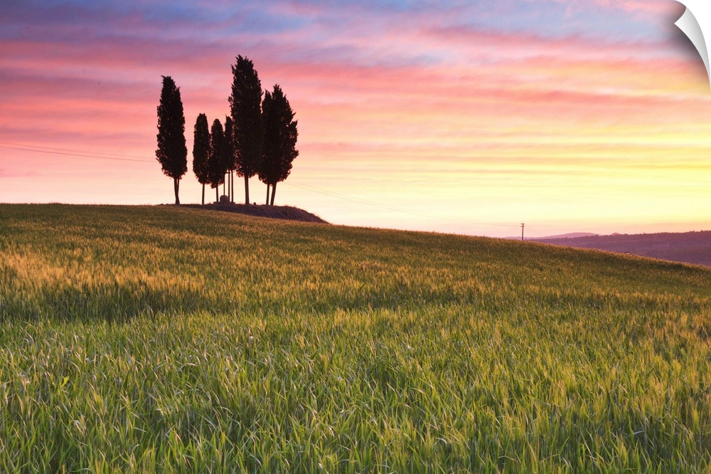 San Quirico, Orcia valley, Tuscany, Italy. Cypresses at sunrise.