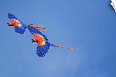 Scarlet Macaws in flight, Corcovado National Park, Costa Rica