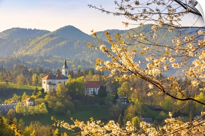 Sela Pri Kamniku Church Framed By A Flowering Trees, Kamnik, Slovenia