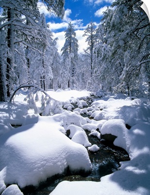 Snow-Covered Pine Trees And Stream, Flagstaff, Arizona, USA