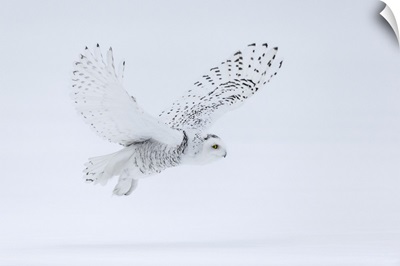 Snowy Owl (Bubo Scandiacus), Ontario, Canada