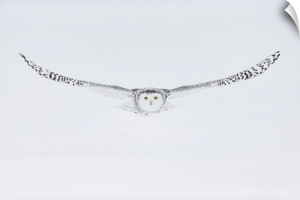 Snowy owl (Bubo scandiacus), Ontario, Canada. Ontario, North America, Canada.