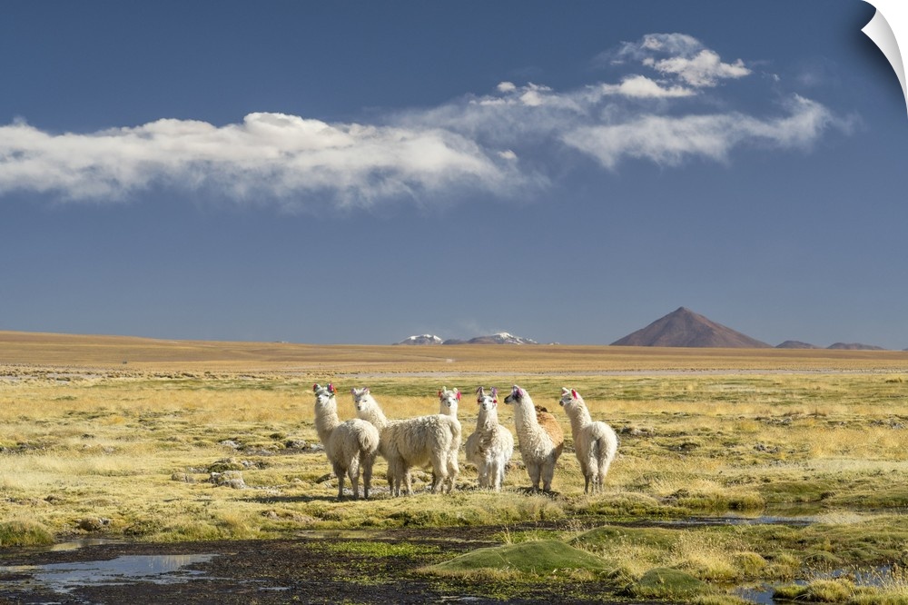 South America, Andes, Altiplano, Bolivia, Llamas on Villamar Mallcu.