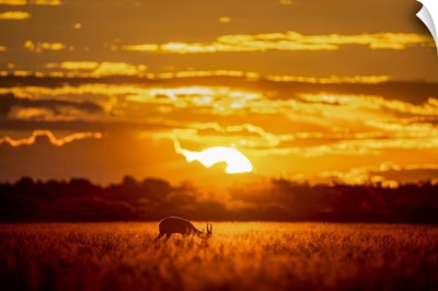 Springbok At Sunset, Kalahari Desert, Botswana