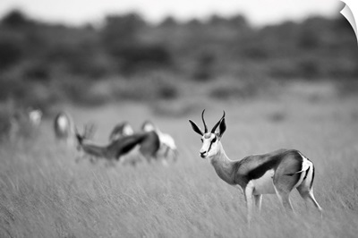 Springbok, Deception Valley, Central Kalahari Game Reserve, Kalahari Desert, Botswana