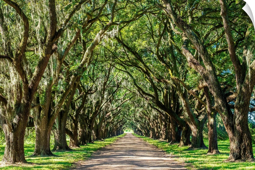 United States, Louisiana, St. John the Baptist Parish. Evergreen Plantation road lined with southern live oak (Quercus vir...