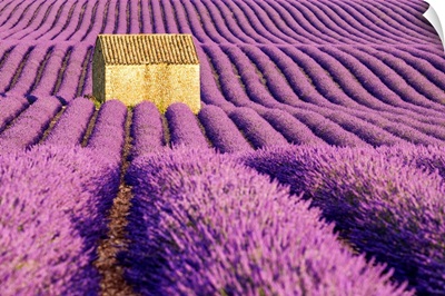 Stone Barn In Field Of Lavender, Provence, France