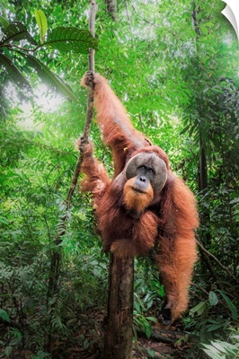 Sumatran Orangutan Climbing A Tree In Gunung Leuser National Park, Northern Sumatra