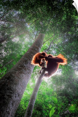 Sumatran Orangutan Mother With Baby Climbing A Tree In Gunung Leuser National Park