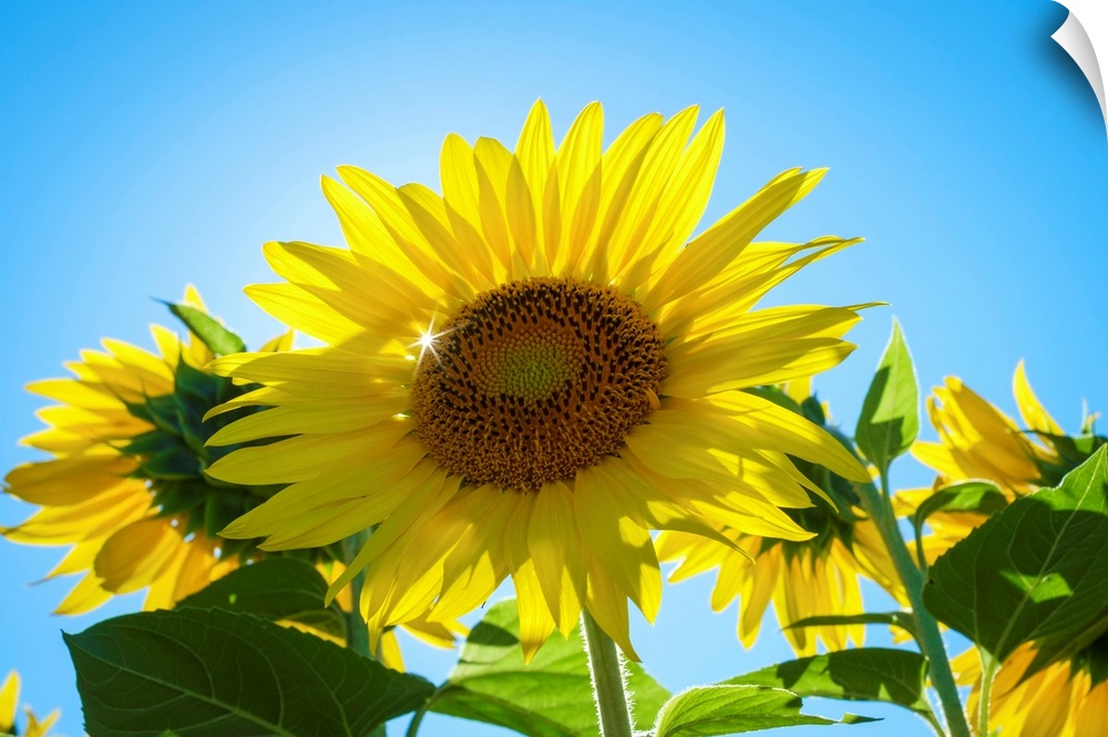 Sun shining through giant yellow sunflowers in full bloom, Oraison, Alpes-de-Haute-Provence, Provence-Alpes-Cote d'Azur, F...