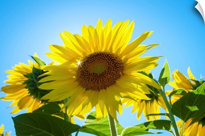 Sun Shining Through Giant Yellow Sunflowers, Oraison, Alpes-De-Haute-Provence, France