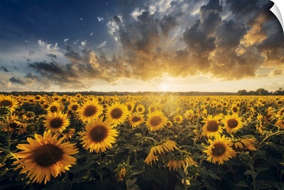 Sunflowers During A Colorful Summer Sunset In Tuscany, Italy