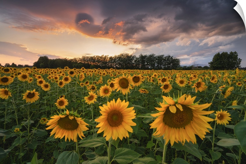 Sunflowers in Franciacorta, Brescia province in Lombardy district, Italy.
