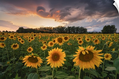 Sunflowers In Franciacorta, Brescia Province In Lombardy District, Italy