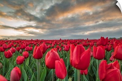 Sunrise Coloured Clouds Above Field Of Red Tulips, Koggenland, Netherlands