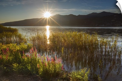 Sunset on Lake Pusiano from Bosisio Parini, Lythrum Salicaria in the foreground.