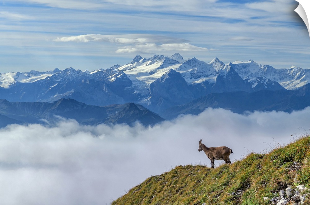 Switzerland, Lucerne, Mount Pilatus, Ibex and Bernese alps (m)