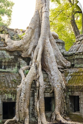 Ta Prohm temple, Angkor, Siem Reap Province, Cambodia
