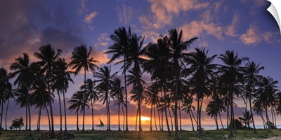 Tanzania. Zanzibar, Jambiani, Jambani Beach and Coconut Plantation