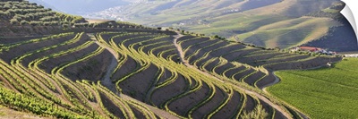 Terraced vineyards in the Douro region, Portugal