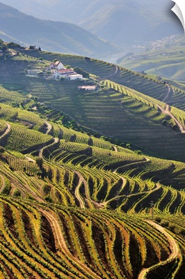 Terraced vineyards in the Douro region, Portugal