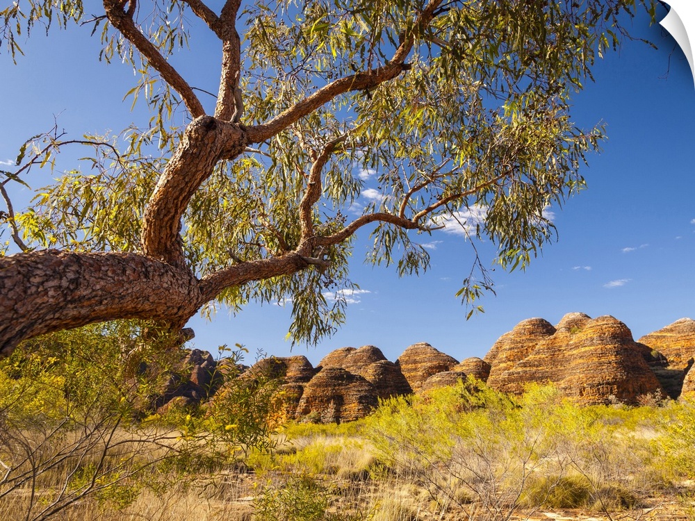 The beehive domes of The Bungle Bungles seen from the Domes Walk in Purnululu National Park. Purnululu National Park, Kimb...