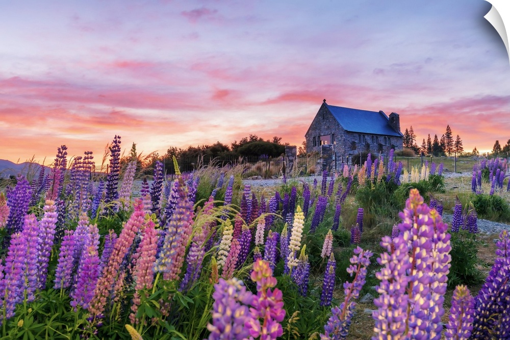 The church of the Good Shepherd with lupins in bloom by the lake at sunrise at Tekapo, New Zealand