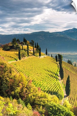 The Hill Of Kastelaz With His Vineyards, Termeno/Tramin, Province Of Bolzano, Italy