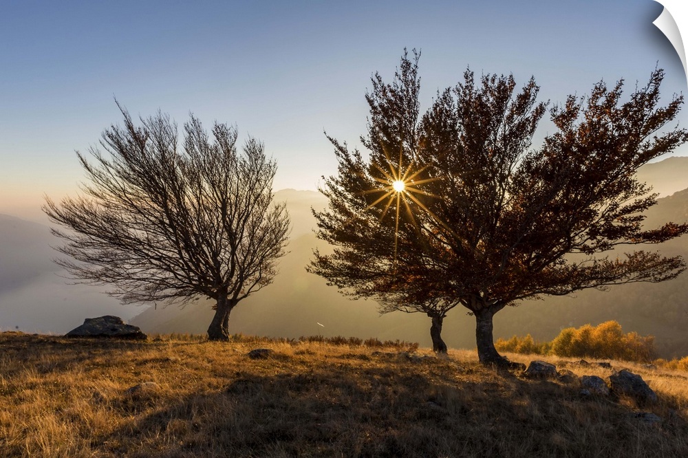 Three beech trees at sunset with Lake Como on the background. Alto Lario, Como, Lombardy, Italy, Europe.
