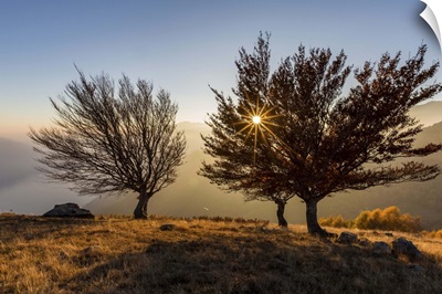 Three beech trees at sunset with Lake Como, Como, Lombardy, Italy