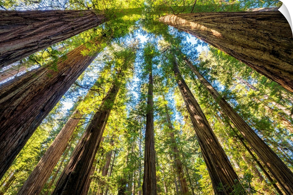 Towering Giant Redwood Trees, Jedediah Smith Redwood State Park, California, Usa