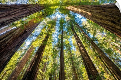 Towering Giant Redwood Trees, Jedediah Smith Redwood State Park, California, Usa