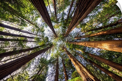 Towering Giant Redwoods, Muir Woods National Monument, California, Usa