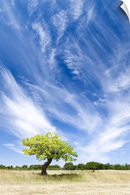 Tree and clouds, Provence, France