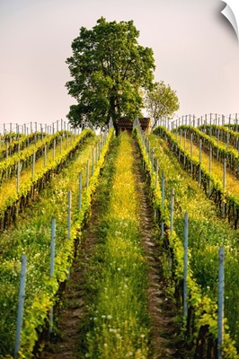 Tree and Vineyards at sunset in Franciacorta, Lombardy district, Italy