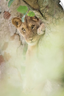 Tree Climbing Lion In Queen Elizabeth National Park, Uganda