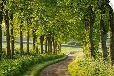 Tree lined country lane in rural Dorset, England