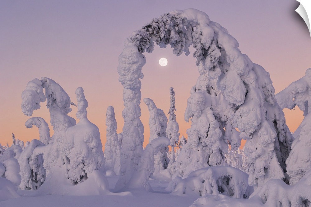 Trees covered with snow at dawn with a full moon in background, Riisitunturi National Park, Posio, Lapland, Finland