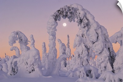 Trees Covered With Snow At Dawn With A Full Moon In Background, Lapland, Finland