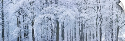 Trees with snow and frost, Wotton, Glos, UK