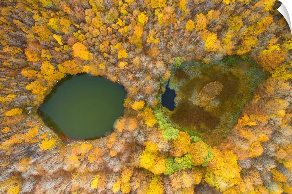 Aerial view of the forest and lake with autumn colors, tuscan-emilian apennine national park, municpality of Ventasso, Reg...